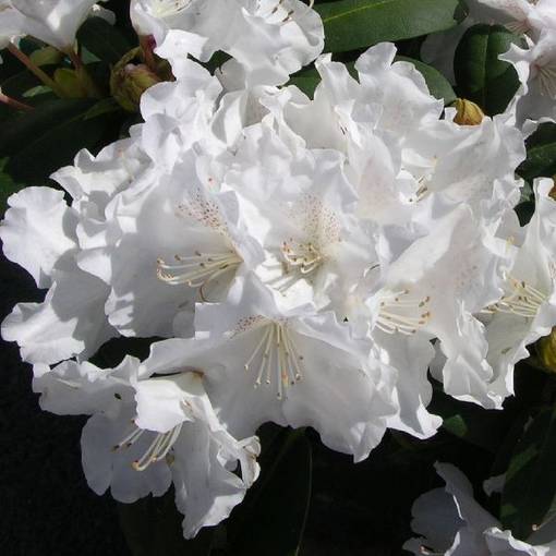 AA